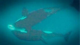 Great White Shark Mauled By Killer Whales  Abalone Wars S4 [upl. by Akihsan]