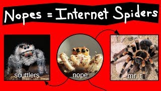 Nope Chart  Internet Names for Spiders [upl. by Sigismundo]