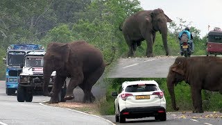 Big wild elephant waiting for food at the Kataragama road [upl. by Alver]