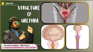 STRUCTURE OF URETHRA  Dr MZA Askary  MD Unani [upl. by Wenn]