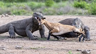 KOMODO VS DEER  Komodo Dragon Hunting Deer In Water [upl. by Winstonn57]