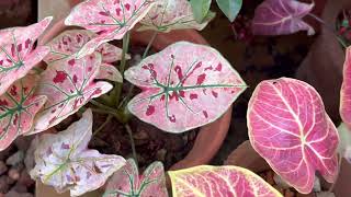 Caladium Plants growing from bulbs [upl. by Llehcal]