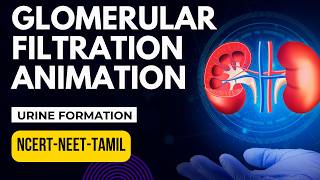 Glomerular Filtration Animation  Urine Formation  Excretory Products amp Elimination  NCERTXINEET [upl. by Airotkiv]