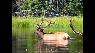 wapiti elk Zoo sauvage de St Félicien2 [upl. by Yarezed397]