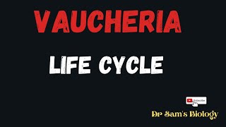 Life Cycle of Vaucheria [upl. by Fording]