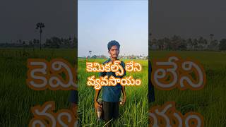 Drone Spraying Organic Solutions Doodkada Kashayam amp Bramhastram for Blight Control in Navara Paddy [upl. by Gare]