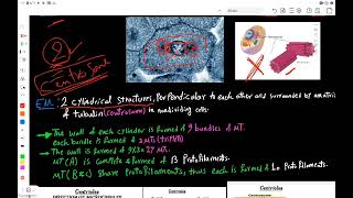 Cytoskeleton amp Cytoplasmic Inclusions [upl. by Tsirc]