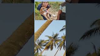 buggie buggi dogowner puppy dogowner doglover dog shorts viralvideo [upl. by Ajna803]