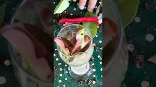 Bouturer du photinia red robin conseil astuce tutorial bouture photinia naturelove plante [upl. by Kotick]