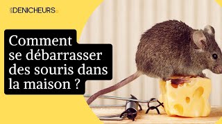 🐁 Souris dans la maison  6 astuces de grandmère pour s’en débarrasser  🐭 [upl. by Tasiana]