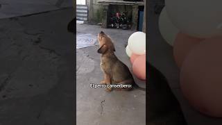 Lo dio todo 🐶🔥 Canserbero Perro Shorts reaccion [upl. by Korns]