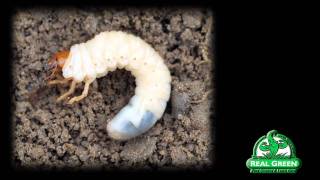 Grub Worm Identification and Treatment [upl. by Nugesulo342]