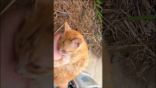 Rescue family cat kittenrescue babyanimal rescuekitty babybird babyanimals savekittens [upl. by Ardnaeel138]