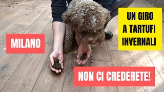 Tartufo Nero Pregiato e Brumale a Milano e dintorni in giardini e parchetti gennaio 2024 [upl. by Latouche]