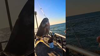 Pompano Jetty Fishing Packery Channel Corpus Christi TX 🔥 [upl. by Abraham]