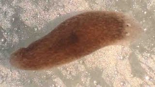 Planaria Flatworm Regeneration amp Movement [upl. by Intosh]