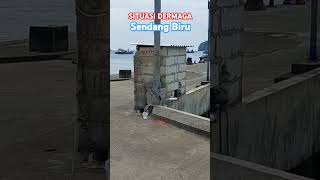 Situasi dermaga Sendangbiru shortvideo fishing strike shorts shortsfeed mancing short [upl. by Analaj]