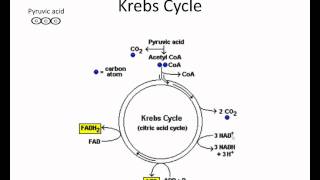 Krebs cycle video lessonwmv [upl. by Yenrab]