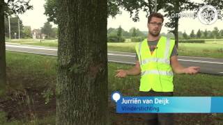 Proef om eikenprocessierups bestrijden met natuurlijke vijanden [upl. by Sel487]