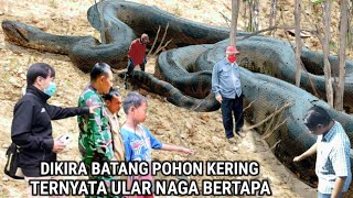 Geger  Dikira Batang Pohon Kering Ternyata Ular Naga Bertapa [upl. by Feodore]