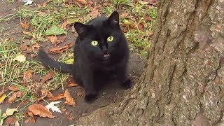 Black cat meows under a tree [upl. by Trevar]