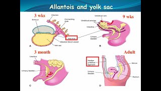 Fate of the Allantois  Formation of the Urachus and Median umbilical ligament [upl. by Kimmy]