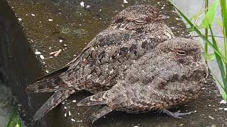 Savanna Nightjar mummy with juvenile in the drizzle [upl. by Whitehurst]