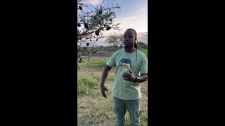 Amazing fact about Acacia trees [upl. by Atikal676]