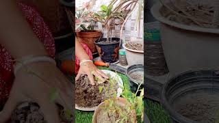 রিবন বুসের পটিং পদ্ধতি shortvideo rooftopgardens potting [upl. by Loriner]