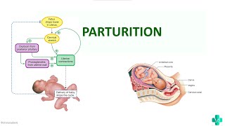 PARTURITIONMBBS First Year Physiology [upl. by Lunseth]