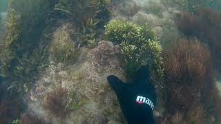 Diving For Seamoss Collecting Chondrus Crispus amp Moroccan Purple Seamoss on The Atlantic Ocean [upl. by Aneerhs77]