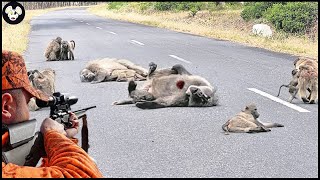 How Florida Farmers Deal With Millions Of Baboons Attack The City  Farming Documentary [upl. by Eneli]