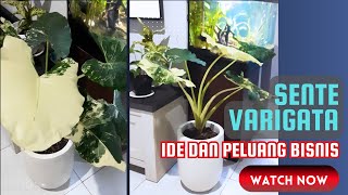 Sente Variegata  Keladi Varigata  Keindahan dan Potensi Bisnis yang Menjanjikan [upl. by Letta251]