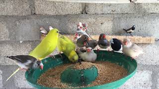 zebra finches and budgies same cage eating seeds [upl. by Dane]