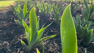 PreBloom Care for your Bearded Iris with Ben Schreiner [upl. by Nissy234]