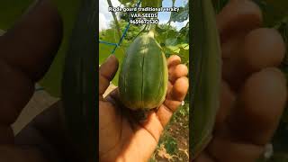 Rigde gourd traditional veraity [upl. by Naitsihc]