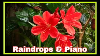 Raindrops amp Piano Serene Sounds for Relaxation [upl. by Watson]