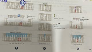 DNA repairs made easy neetpg mnemonics inicet usmle [upl. by Enived802]