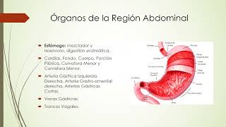 Topografía de la Región Abdominal [upl. by Ennasil699]