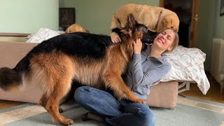 Adorable German Shepherd Loves To Show Affection By Kissing His Mom [upl. by Booth]