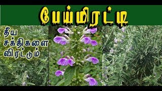 Anisomeles malabarica பெருந்தும்பை எ பேய் மிரட்டியின் வைத்தியம் [upl. by Amlas]