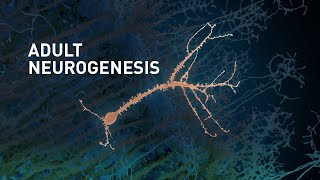 Adult Neurogenesis adultborn neurons in the human brain [upl. by Ardnekahs947]