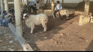 Guntur Nallapadu Sheep Market 10th May 2024Macherla sheep breed [upl. by Duval488]