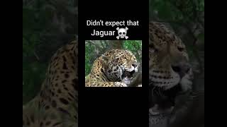 Big cat roar part 1 viralvideo youtubeshorts [upl. by Monie]