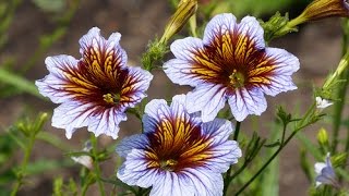 Cómo sembrar Salpiglossis Sinuata Panza de burro o Palito amargo  TvAgro por Juan Gonzalo Angel [upl. by Julia]