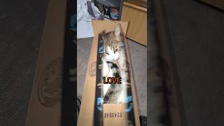 Why Do Cats Love Boxes So Much  shorts [upl. by Jenna]