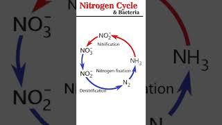 Nitrogen Cycle amp Bacteria microbiology [upl. by Koorb559]