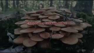 gombavideo Csoportos tuskógomba  Törzsökgomba  Armillaria tabescens  Ringless Honey Fungus [upl. by Neellek]