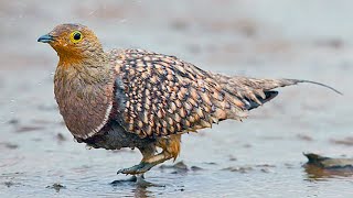 Namaqua Sandgrouse Bird Carry Water in Its Feathers [upl. by Eserehs]