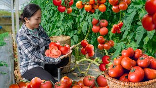 Harvesting Tomatoes and go to the market sell  cooking and selling  Vietnamese Harvesting [upl. by Freberg]